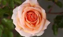 Rosa (Strauchrose) 'Sophie Deville' orange