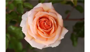Rosa (Strauchrose) 'Sophie Deville' orange