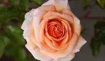 Rosa (Strauchrose) 'Sophie Deville' orange