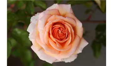 Rosa (Strauchrose) 'Sophie Deville' orange