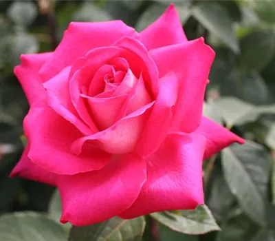 Rosa (Teehybride) 'Acapella'®