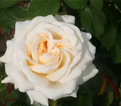 Rosa (Teehybride) 'Ambiente'®