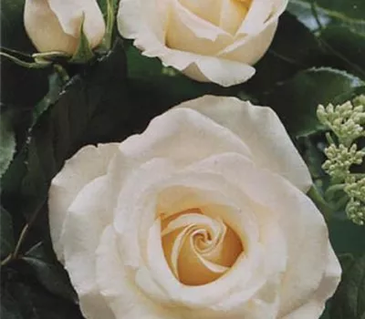 Rosa (Teehybride) 'Annapurna'