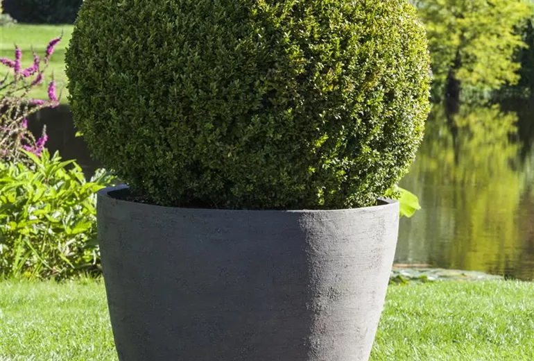 Buxus sempervirens, Kugel