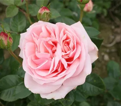 Rosa (Teehybride) 'Aphrodite'