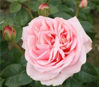 Rosa (Teehybride) 'Aphrodite'