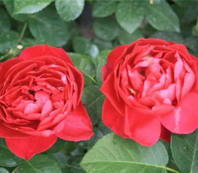 Rosa (Teehybride) 'Ascot'®