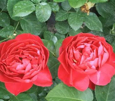 Rosa (Teehybride) 'Ascot'®