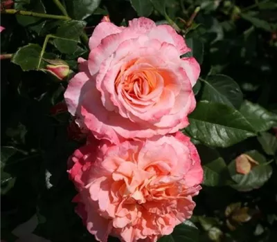 Rosa (Teehybride) 'Augusta Luise'®