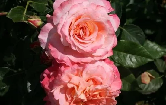 Rosa (Teehybride) 'Augusta Luise'®