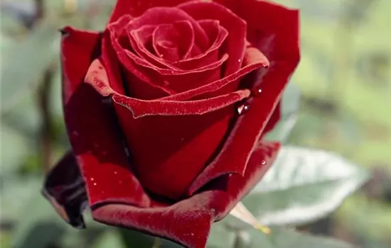 Rosa (Teehybride) 'Barkarole'®