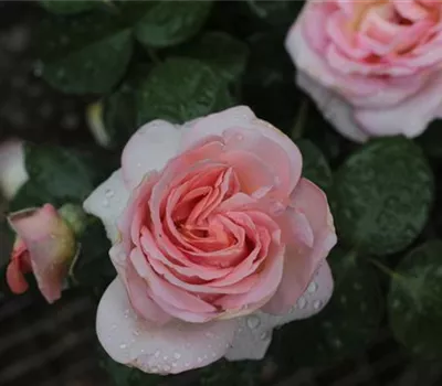 Rosa (Teehybride) 'Belle Coup'