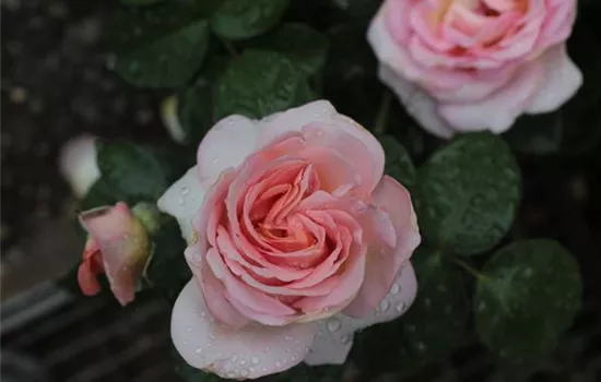 Rosa (Teehybride) 'Belle Coup'