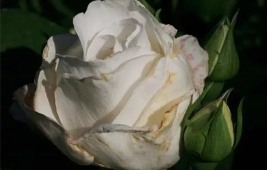 Rosa (Teehybride) 'Bianca'®