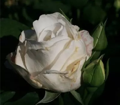 Rosa (Teehybride) 'Bianca'®