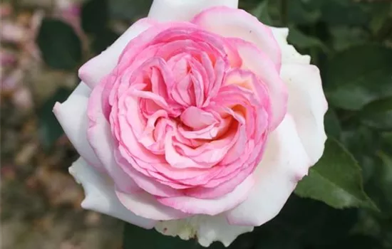 Rosa (Teehybride) 'Biedermeier Garden'®