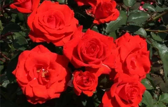 Rosa (Teehybride) 'Big Daddy'®
