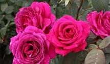 Rosa (Teehybride) 'Big Purple'®