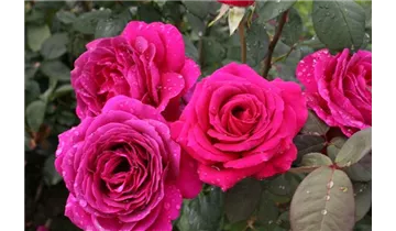 Rosa (Teehybride) 'Big Purple'®