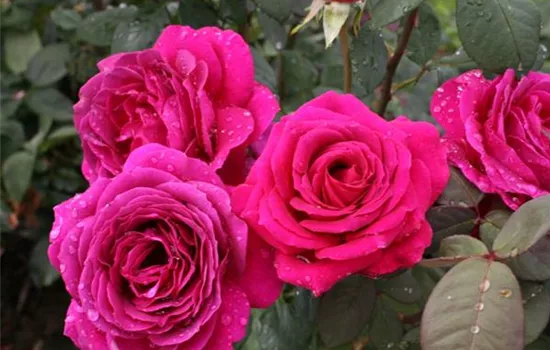 Rosa (Teehybride) 'Big Purple'®