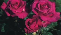 Rosa (Teehybride) 'Big Purple'®