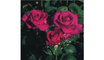 Rosa (Teehybride) 'Big Purple'®