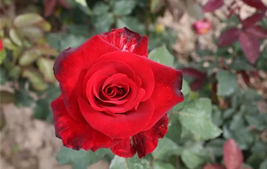 Rosa (Teehybride) 'Black Night'®