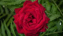Rosa (Teehybride) 'Burgund 81'®