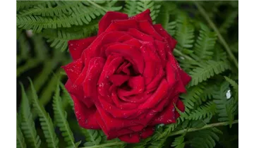 Rosa (Teehybride) 'Burgund 81'®