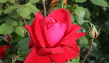 Rosa (Teehybride) 'Burgund 81'®