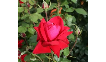 Rosa (Teehybride) 'Burgund 81'®