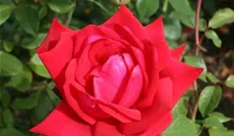 Rosa (Teehybride) 'Burgund 81'®