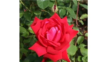 Rosa (Teehybride) 'Burgund 81'®