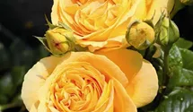 Rosa (Teehybride) 'Candlelight'®