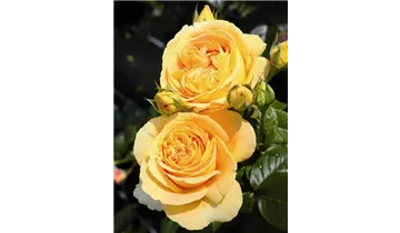 Rosa (Teehybride) 'Candlelight'®