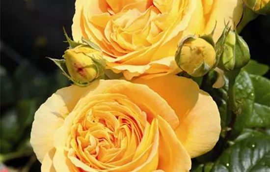 Rosa (Teehybride) 'Candlelight'®