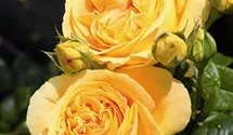 Rosa (Teehybride) 'Candlelight'®