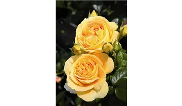 Rosa (Teehybride) 'Candlelight'®
