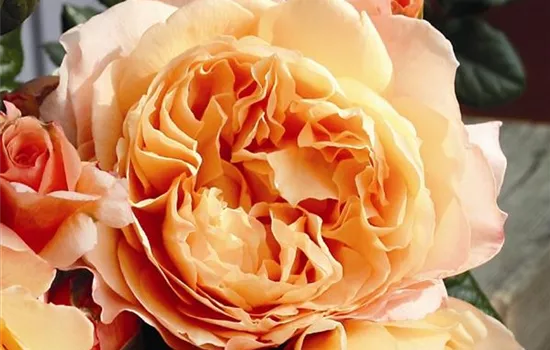 Rosa (Teehybride) 'Capri®'