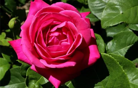 Rosa (Teehybride) 'Caprice de Meilland'®