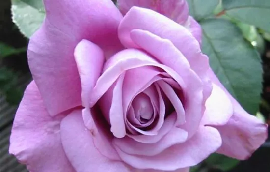Rosa (Teehybride) 'Charles de Gaulle'®