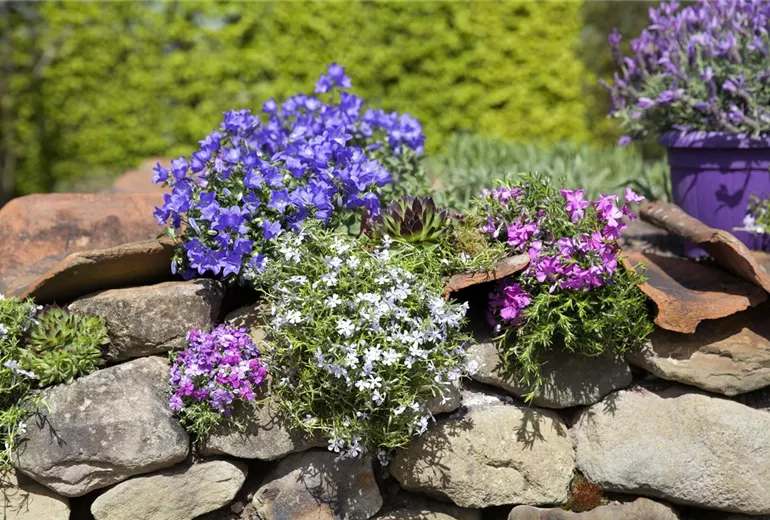 Campanula portenschlagiana