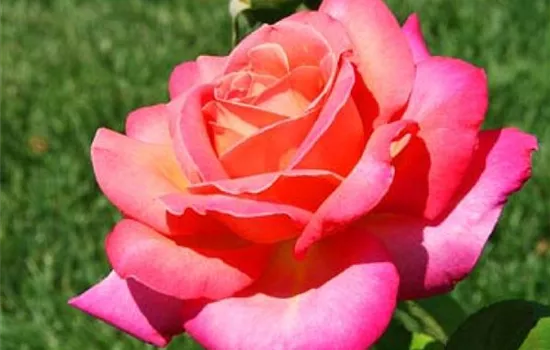 Rosa (Teehybride) 'Chicago Peace'®