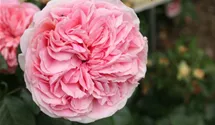 Rosa (Teehybride) 'Chippendale'®