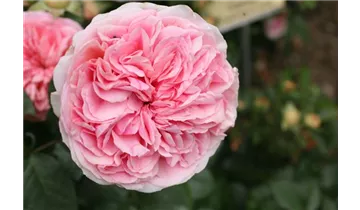 Rosa (Teehybride) 'Chippendale'®