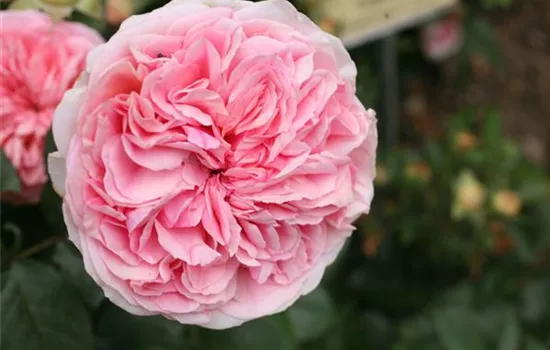 Rosa (Teehybride) 'Chippendale'®