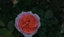 Rosa (Teehybride) 'Chippendale'®