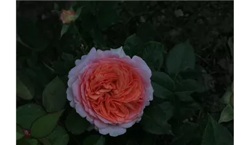 Rosa (Teehybride) 'Chippendale'®