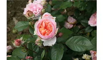 Rosa (Teehybride) 'Chippendale'®