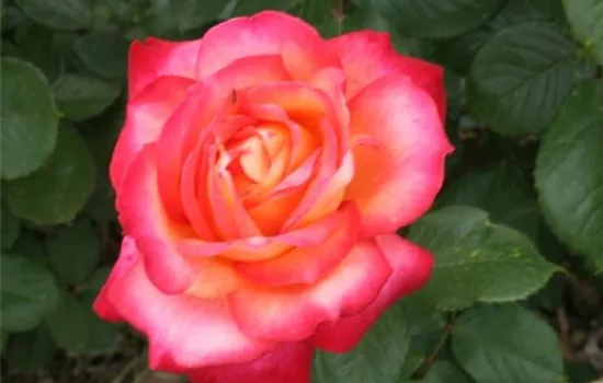 Rosa (Teehybride) 'Chivalry'®